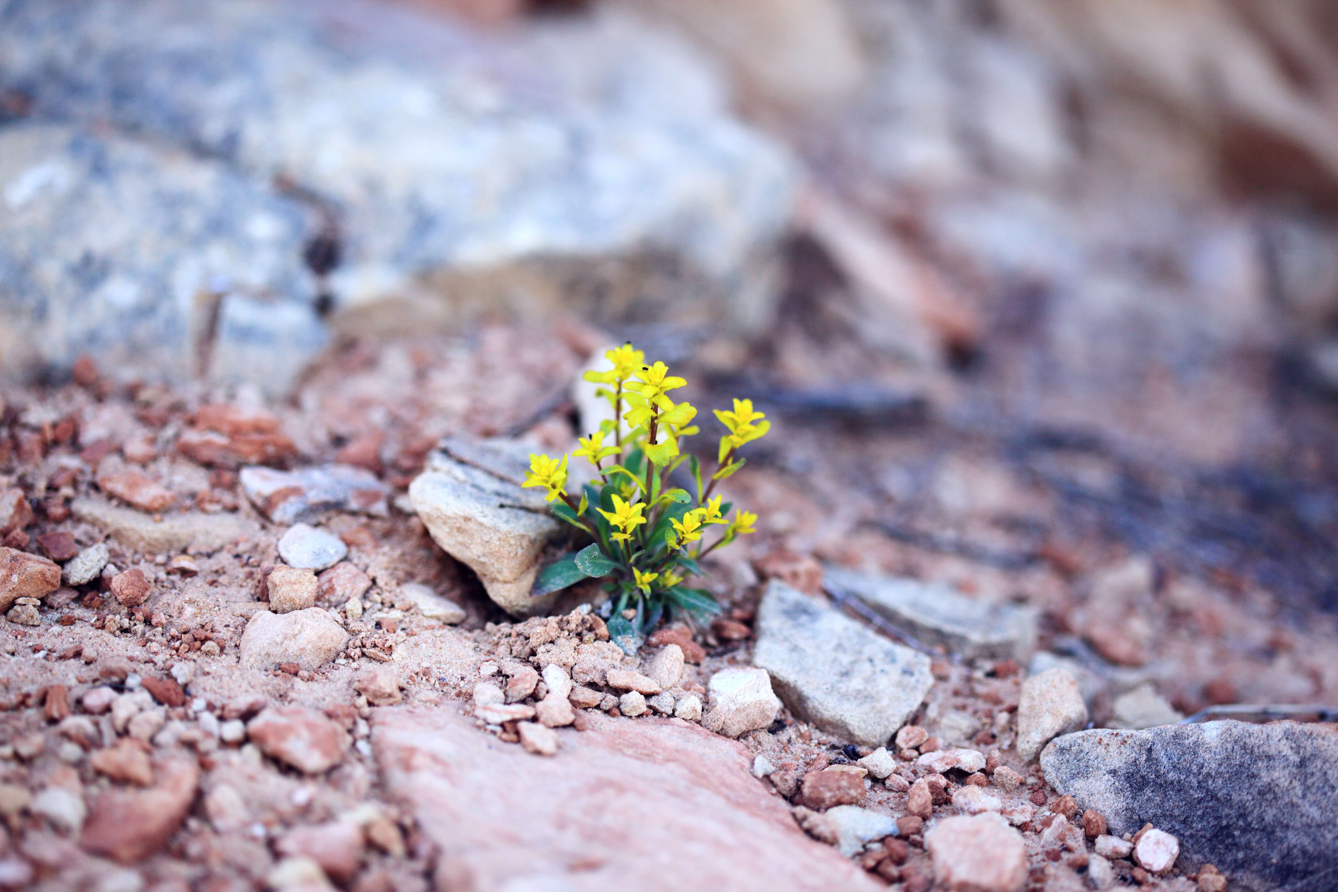 plant growing through rocks