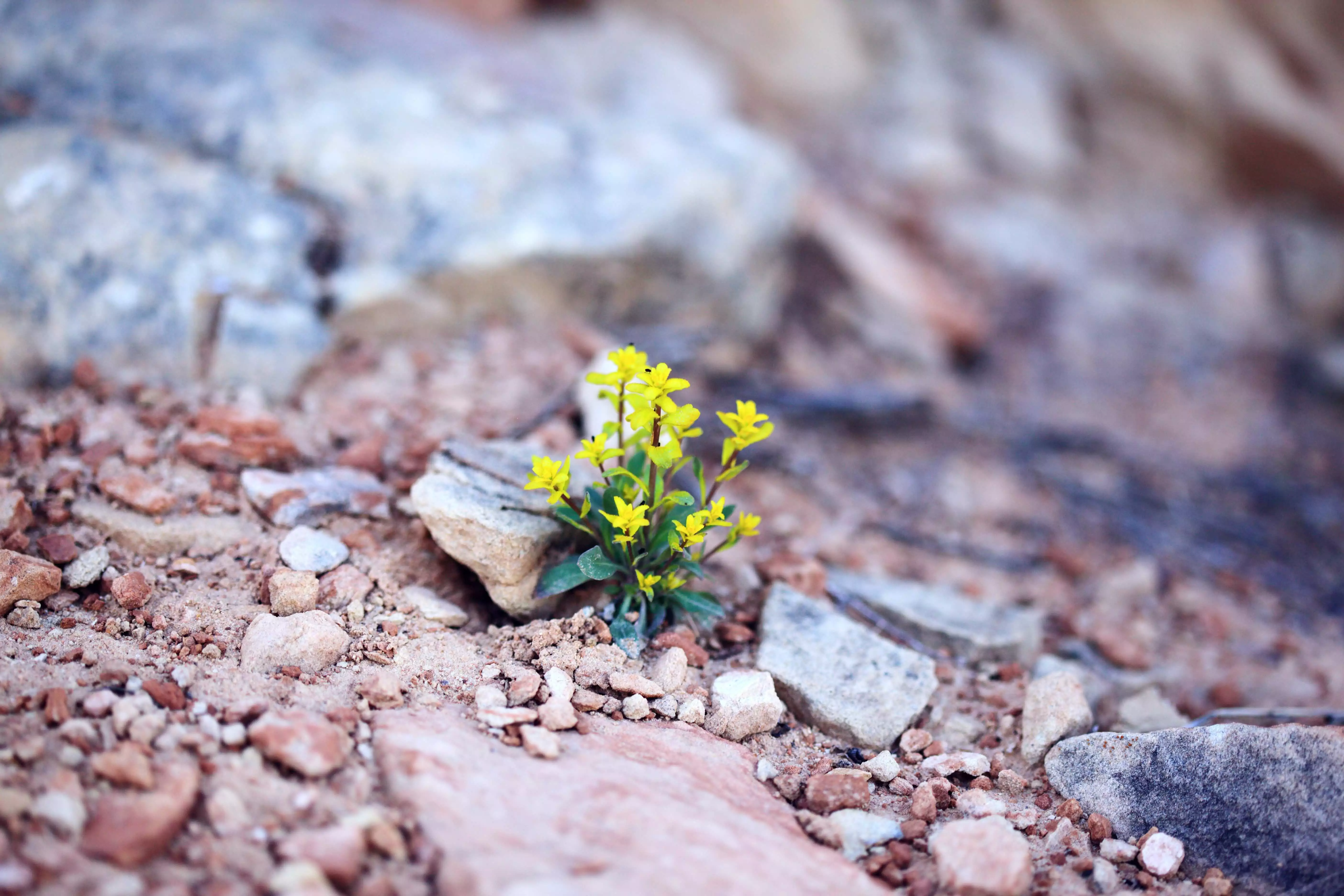 plant growing through rocks