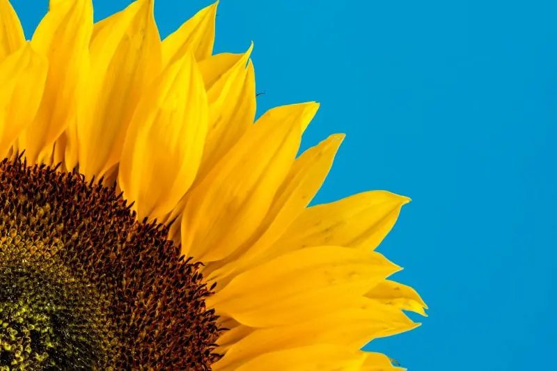Cropped close up of a sunflower